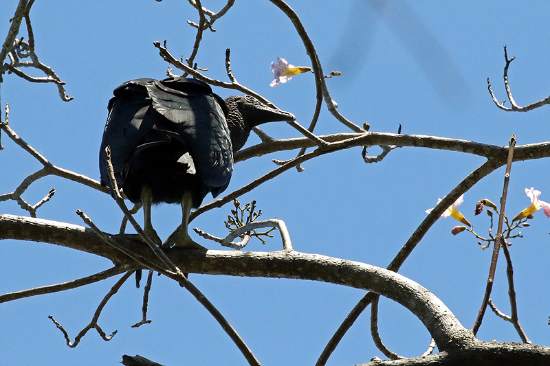 Parc national [q]Manuel Antonio[q]