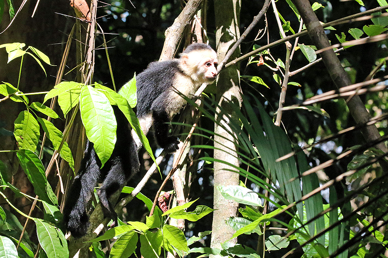 Parc national [q]Manuel Antonio[q]