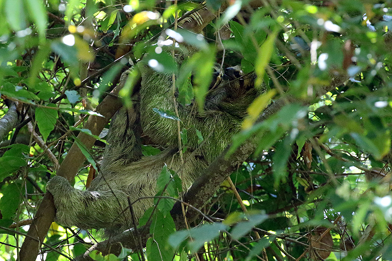 Parc national [q]Manuel Antonio[q]