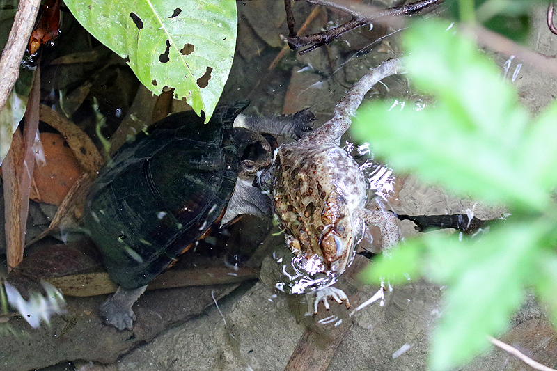 Parc national [q]Manuel Antonio[q]