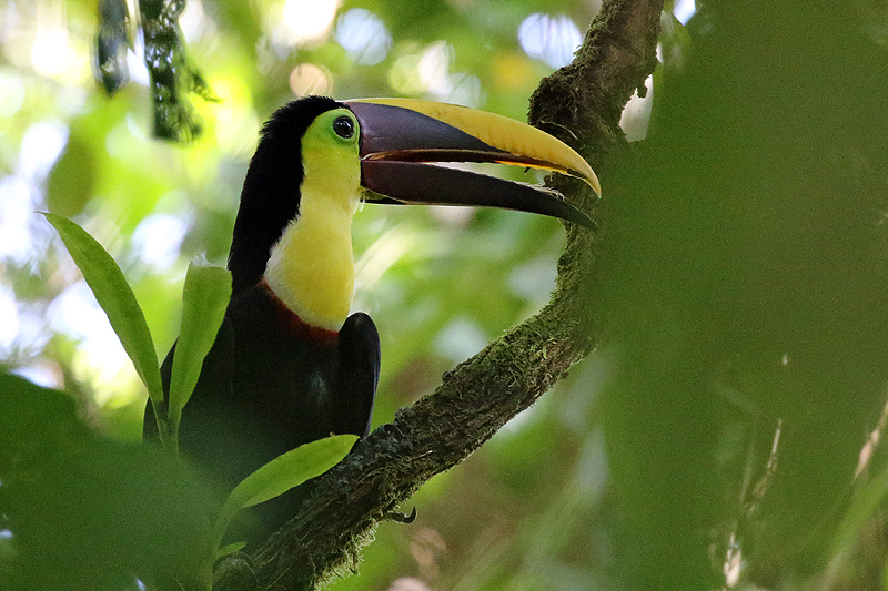 Parc national [q]Manuel Antonio[q]