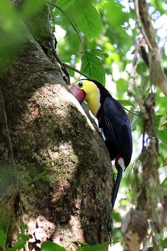 Parc national [q]Manuel Antonio[q]