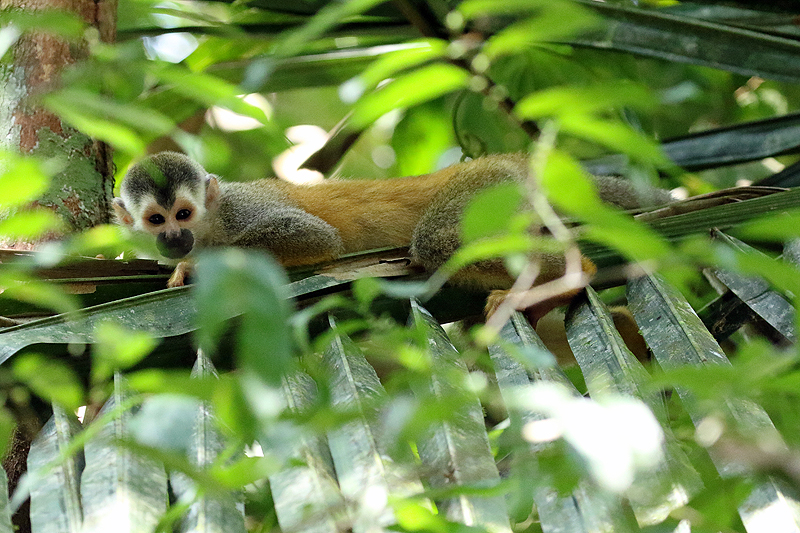 Parc national [q]Manuel Antonio[q]