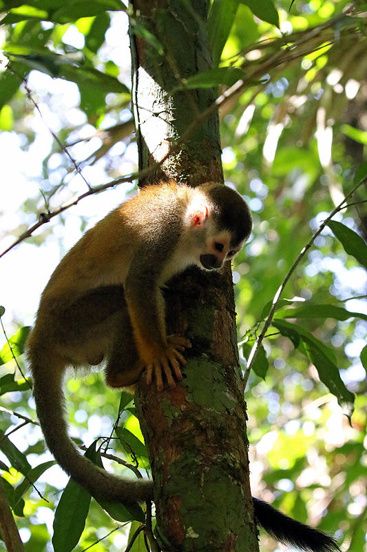 Parc national [q]Manuel Antonio[q]