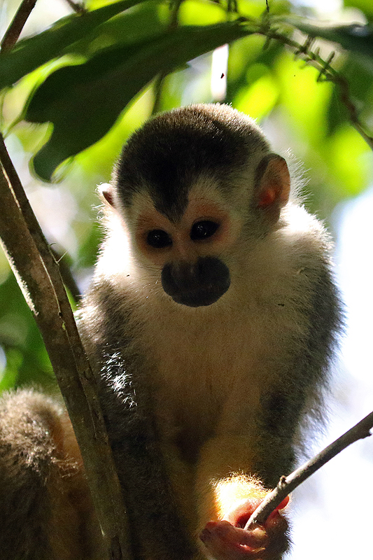 Parc national [q]Manuel Antonio[q]