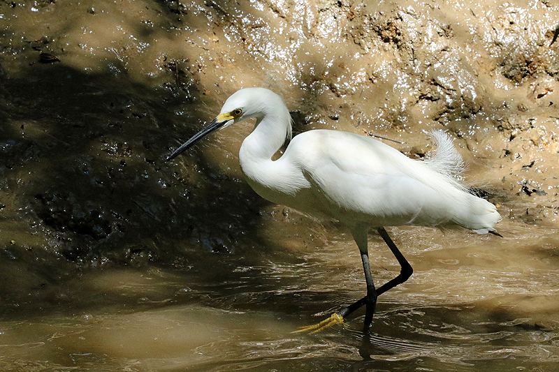 Mangrove de Sierpe