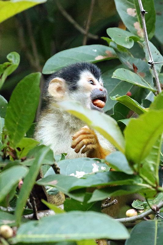 Parc national Corcovado