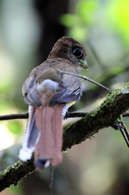 Parc national Corcovado