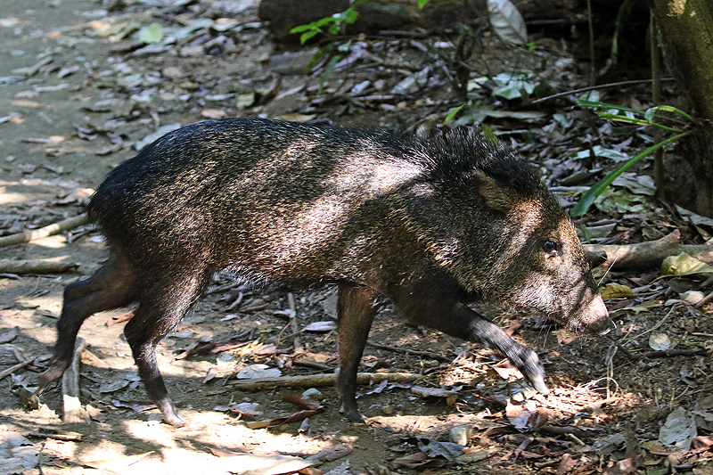Parc national Corcovado