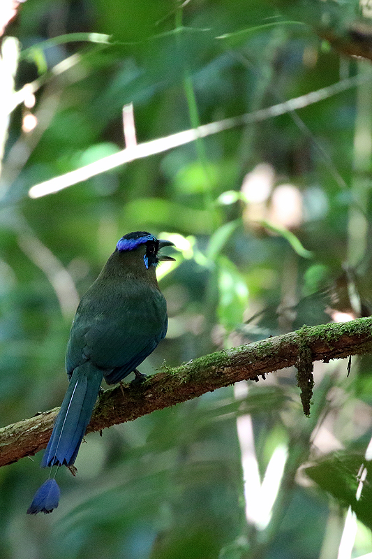 Parc national Corcovado