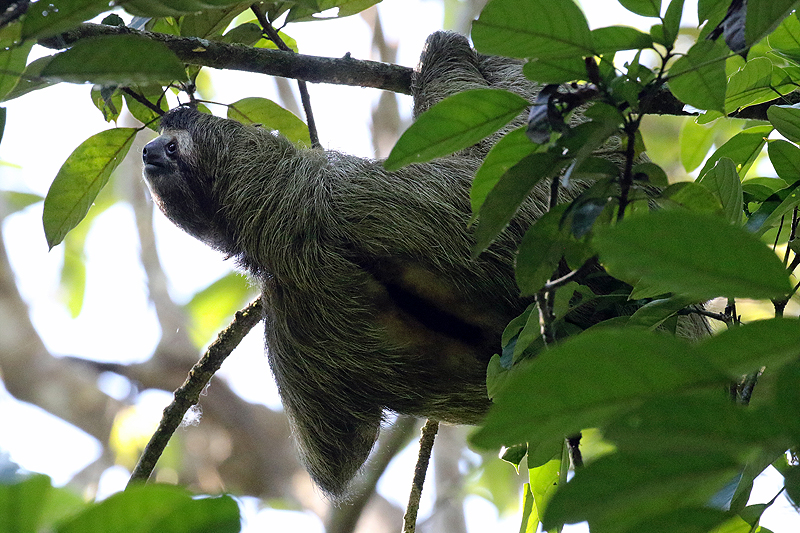 Parc national Corcovado