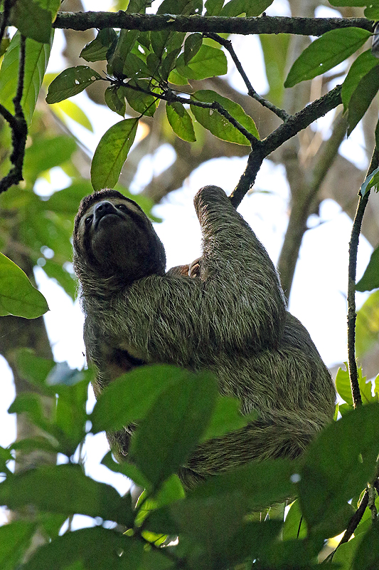 Parc national Corcovado