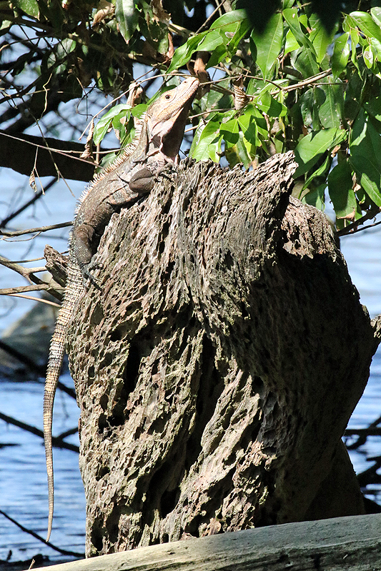 Parc national Corcovado
