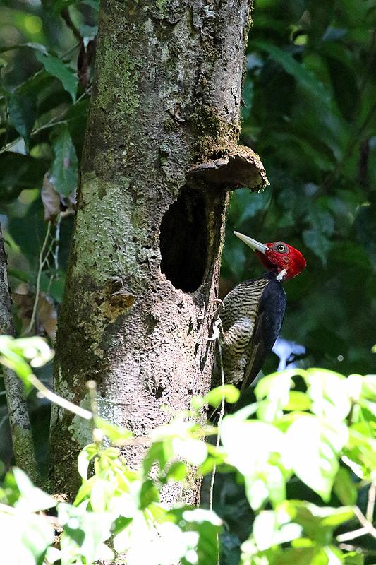 Parc national Corcovado
