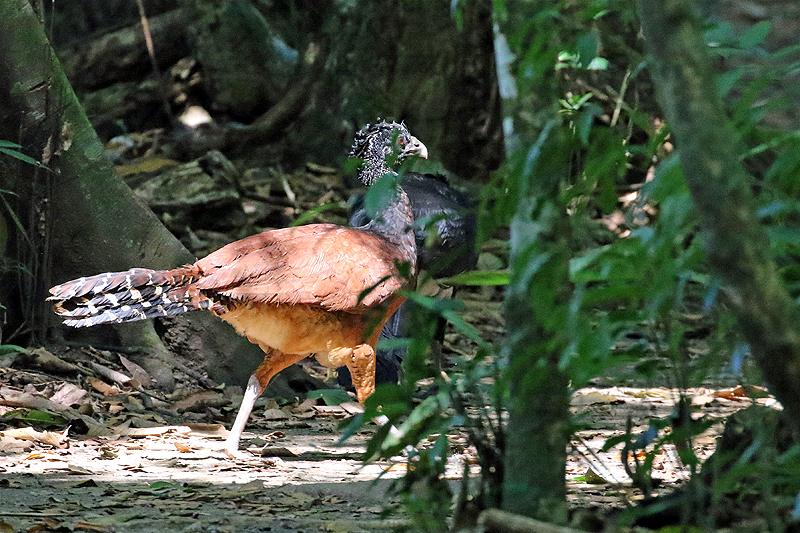 Parc national Corcovado