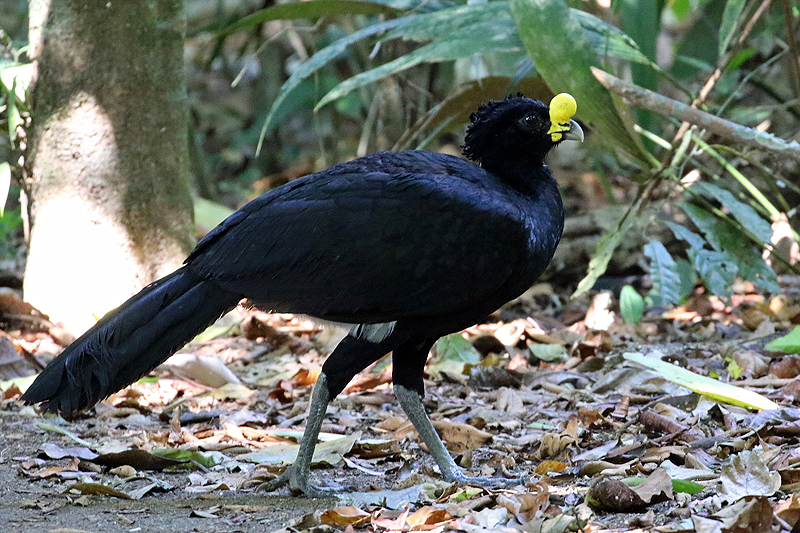 Parc national Corcovado