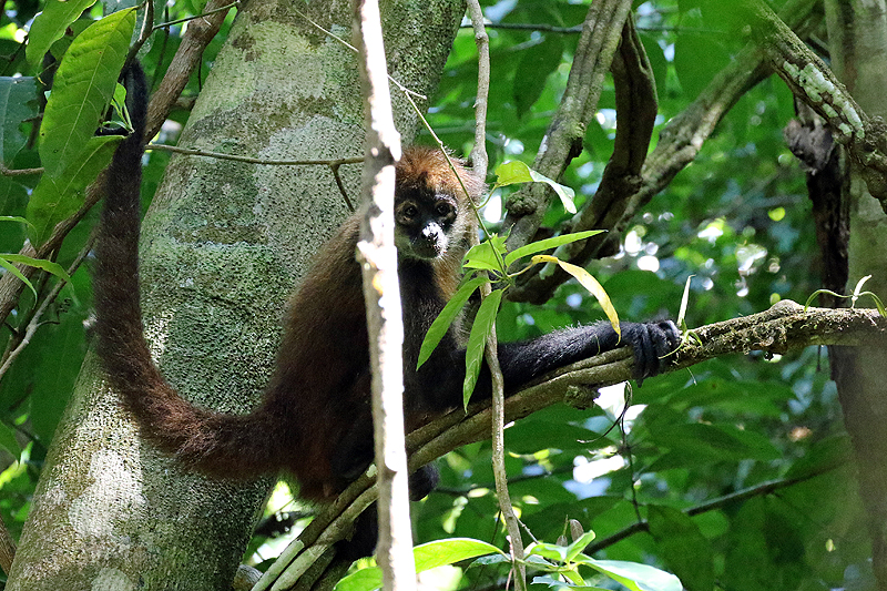 Parc national Corcovado