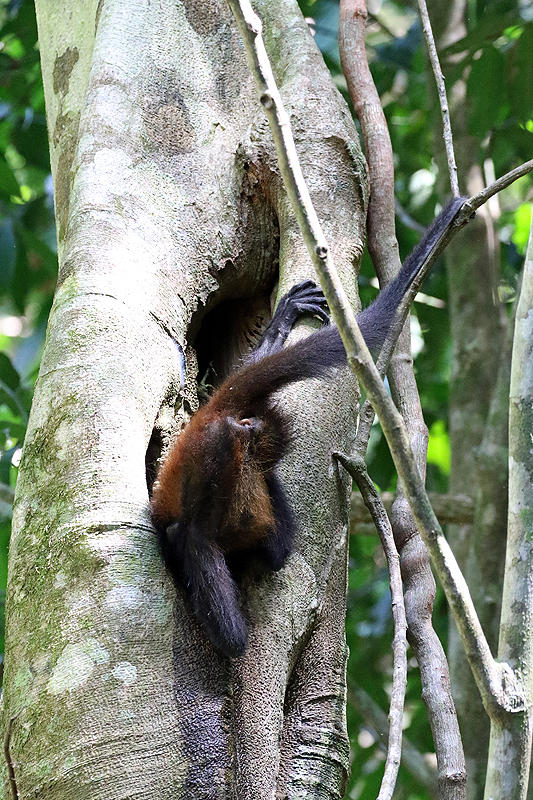 Parc national Corcovado