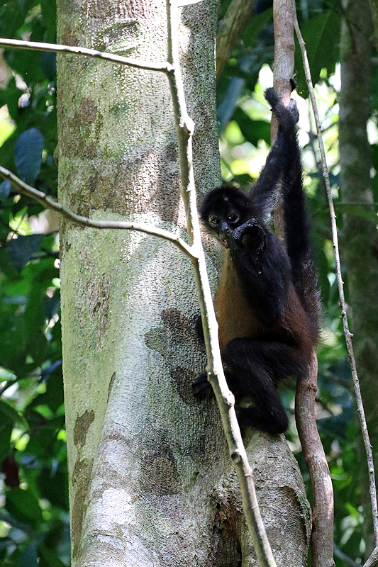 Parc national Corcovado
