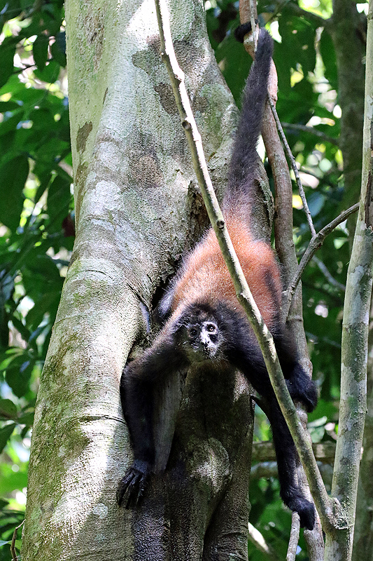 Parc national Corcovado