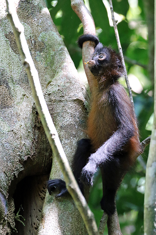 Parc national Corcovado