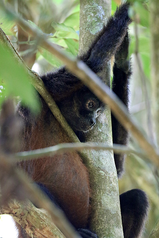 Parc national Corcovado