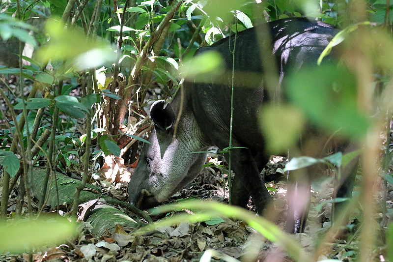 Parc national Corcovado