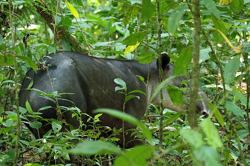 Parc national Corcovado
