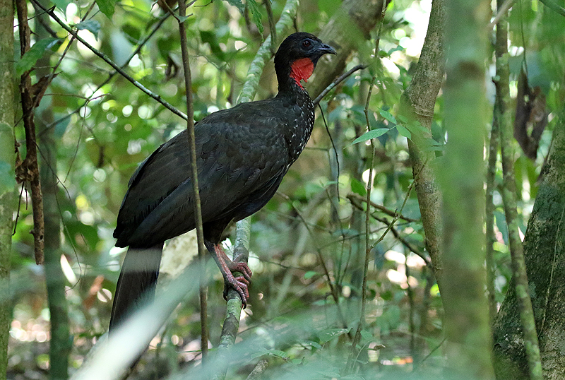 Parc national Corcovado