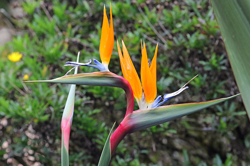 Environs de [q]San Gerardo de Dota[q]