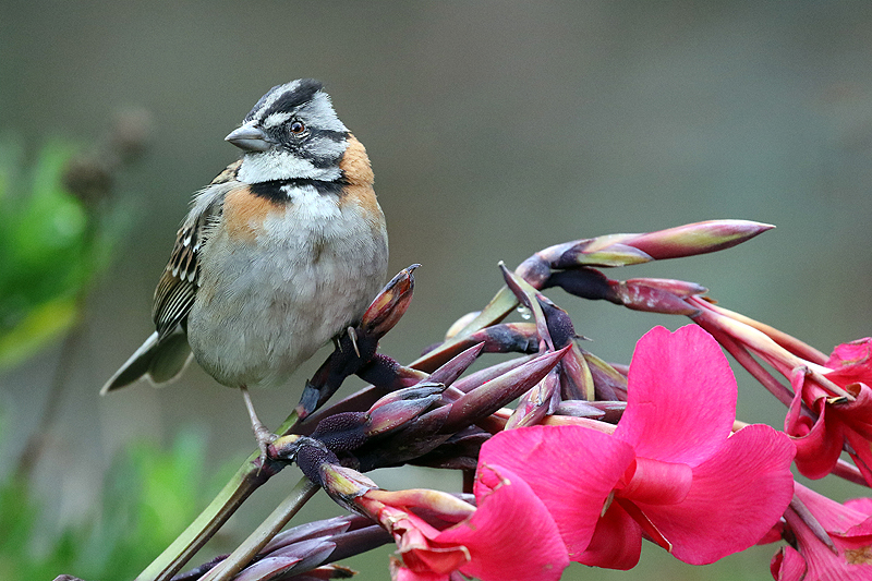 Environs de [q]San Gerardo de Dota[q]
