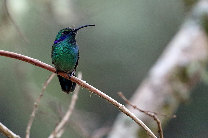 Environs de [q]San Gerardo de Dota[q]