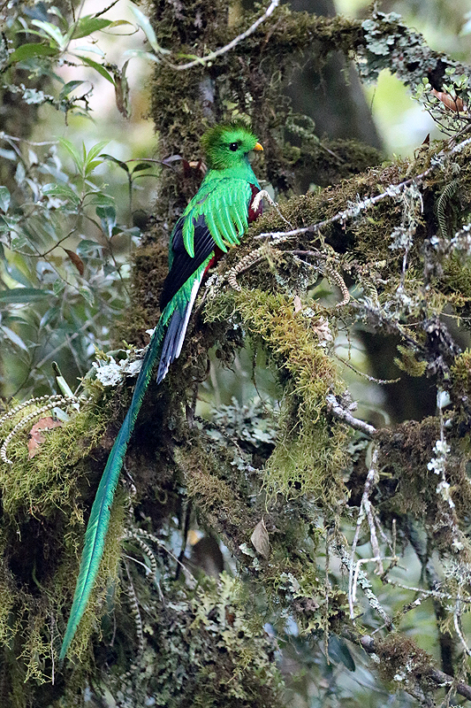 Environs de [q]San Gerardo de Dota[q]