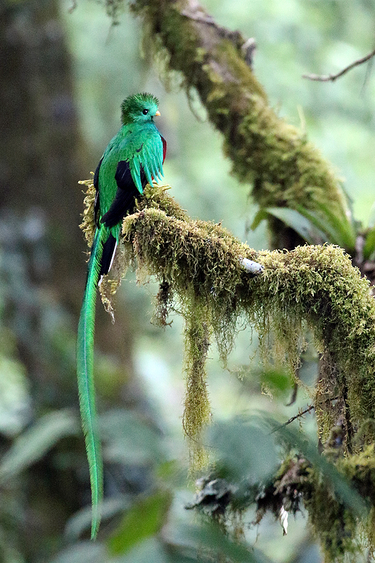 Environs de [q]San Gerardo de Dota[q]