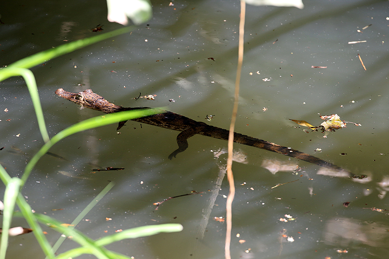 A l embarcadère de Goshen