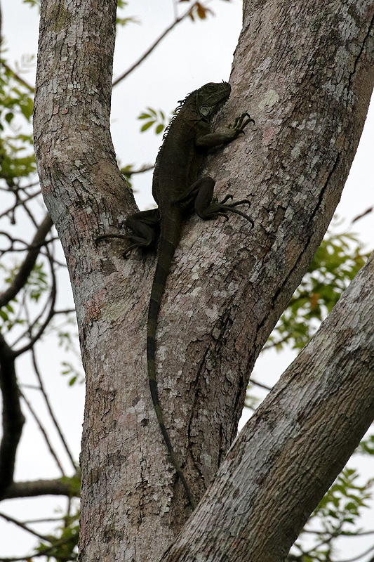 A proximité de la réserve de Pacuare