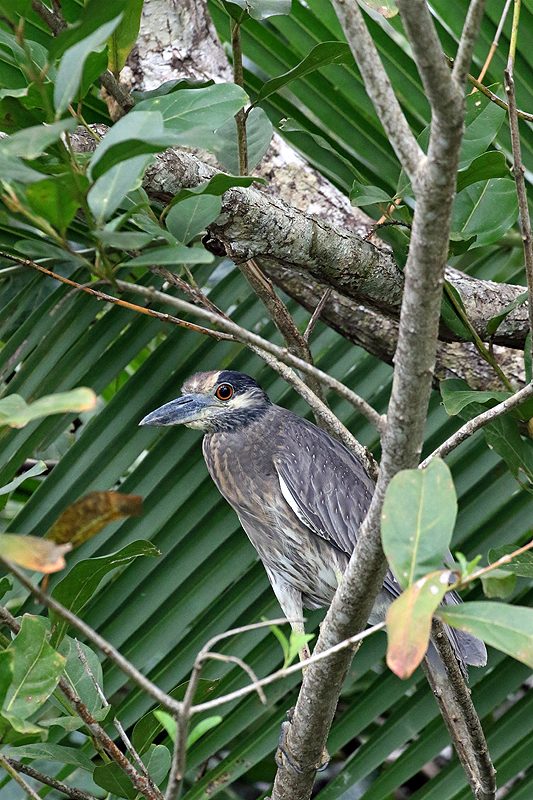 A proximité de la réserve de Pacuare