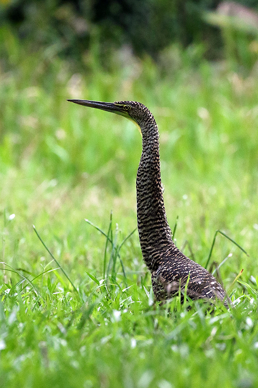 A proximité de la réserve de Pacuare