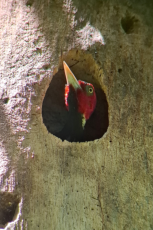 Parc national Corcovado