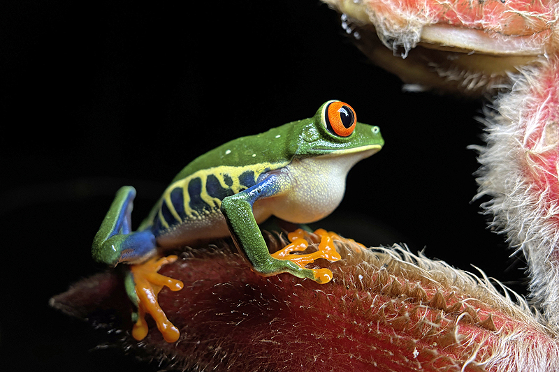 A proximité de [q]La Fortuna[q]