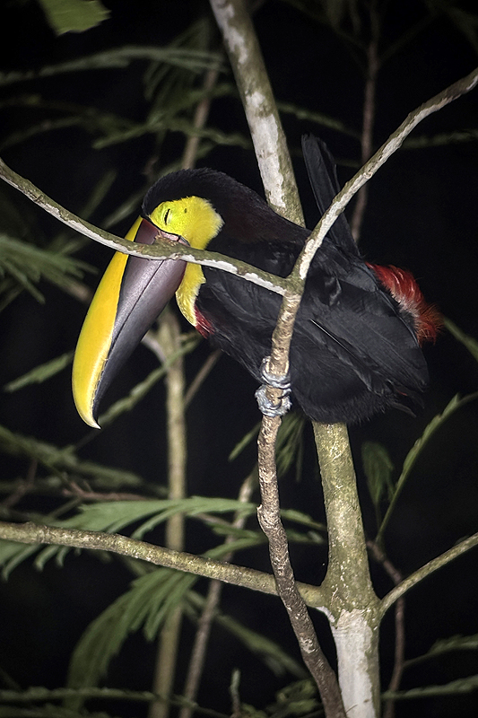 A proximité de [q]La Fortuna[q]