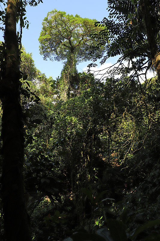 Réserve (parc) de Mistico