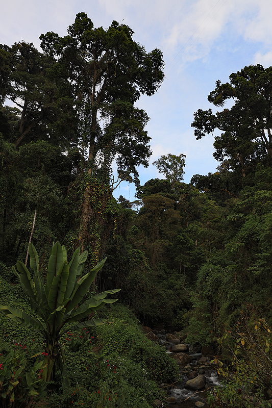 Environs de [q]San Gerardo de Dota[q]