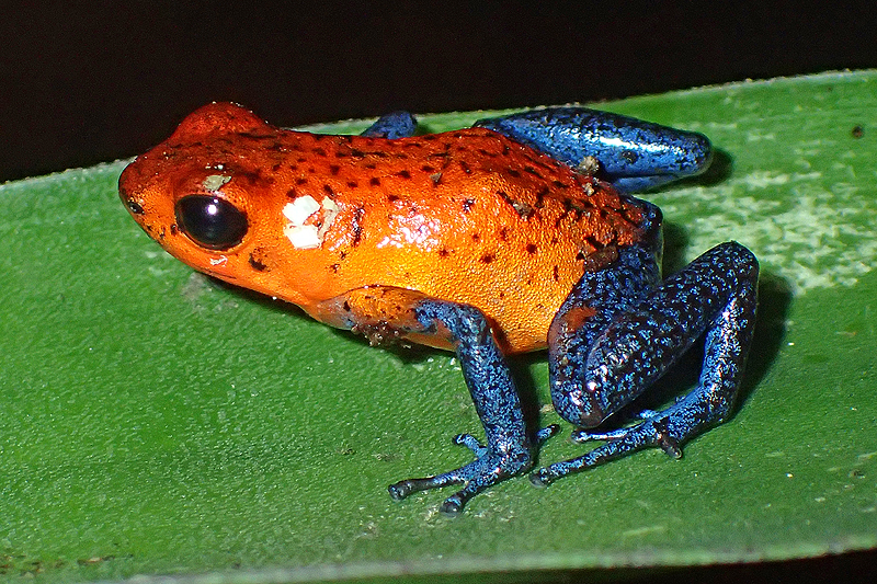 A proximité de [q]La Fortuna[q]