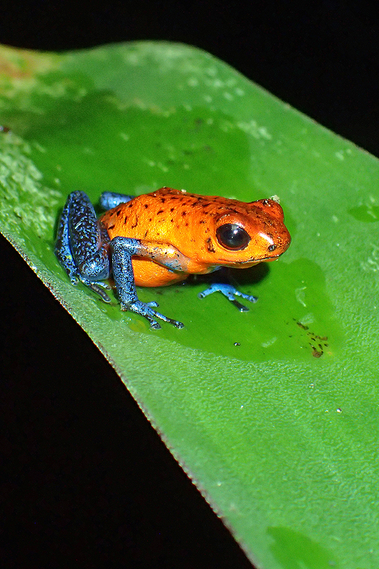 A proximité de [q]La Fortuna[q]