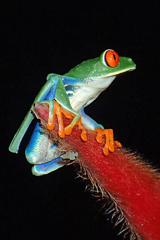 A proximité de [q]La Fortuna[q]