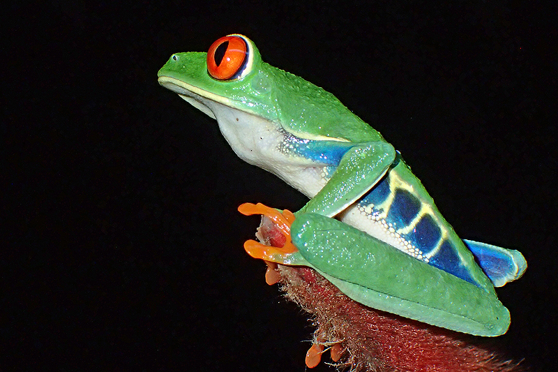 A proximité de [q]La Fortuna[q]