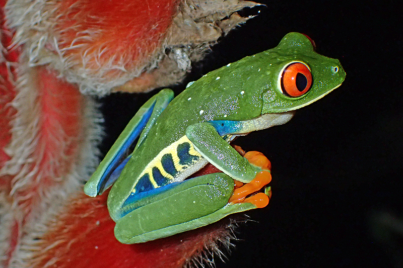 A proximité de [q]La Fortuna[q]