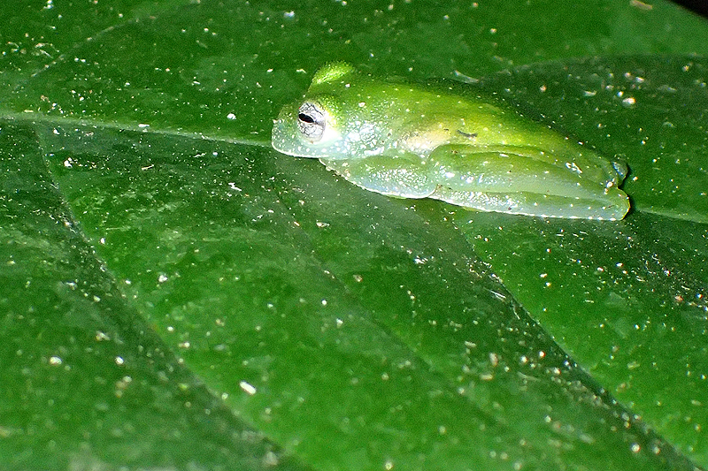 A proximité de [q]La Fortuna[q]