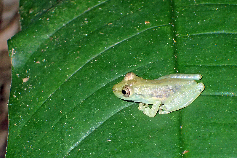 A proximité de [q]La Fortuna[q]